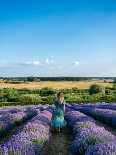 Litovel a levanduľový festival