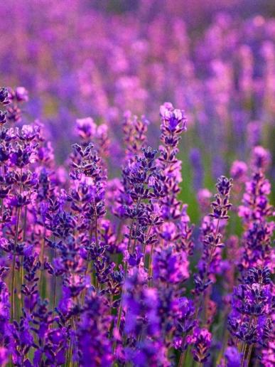 Levanduľový festival, poznávací zájazd