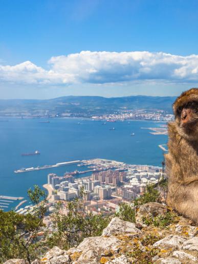 Opica pri Gibraltare
