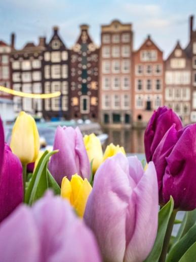 Tulipány v Amsterdame