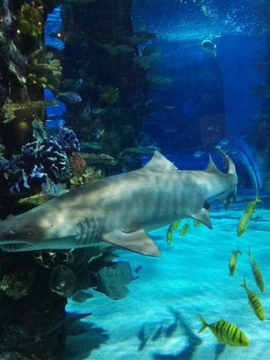 Žraloky v Tropikárium - Budapešť