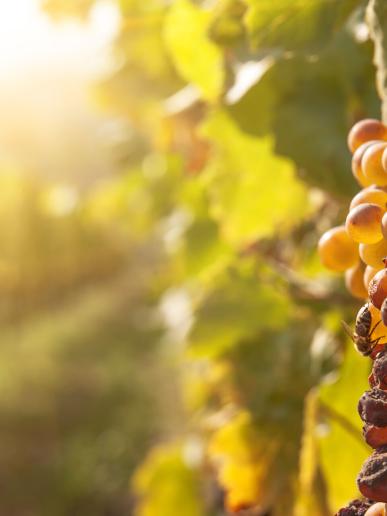 Západ slnka pri viniciach