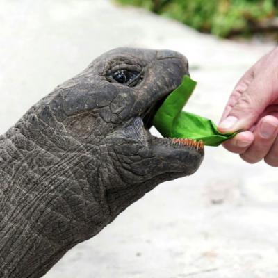 Muž, ktorý chová korytnačku na Seychelách.