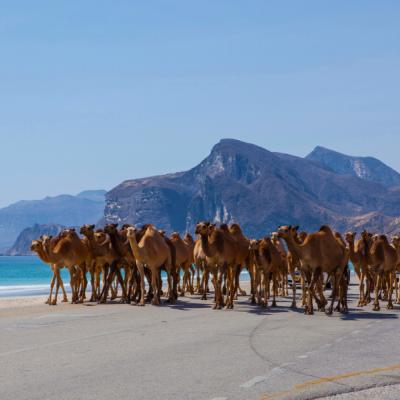 Ťavy na pláži na juhu Ománu.