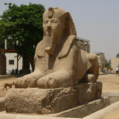 Sfinga v Memphise v Egypte.