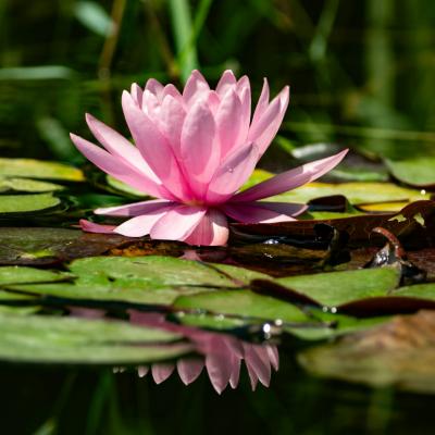 Ružové lekno v Parco Giardino Sigurta.