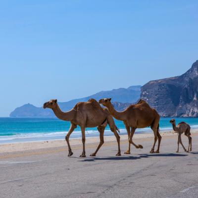 Piesková pláž a ťavy v Salalah v Ománe.