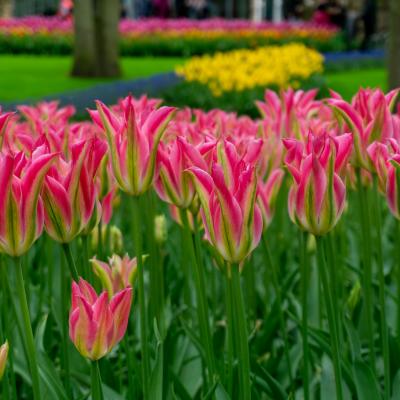 Ružovo biele tulipány.