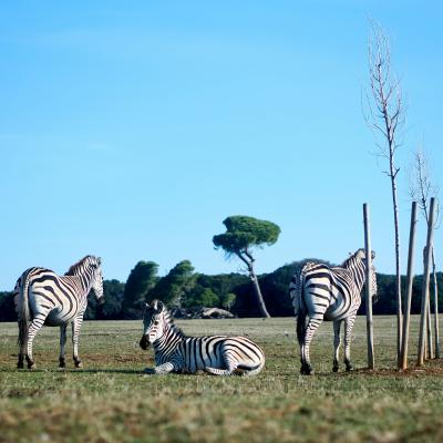 Zebry v parku - Národný park Brijuni