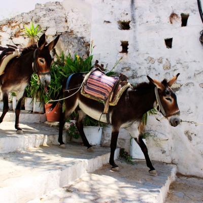 somárik v meste Lindos, Rodos