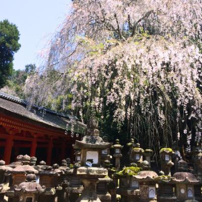 Nara. Japonsko.