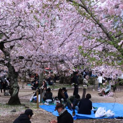 Piknik pod sakurami. Nara. Japonsko