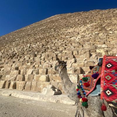Ťava pri Cheopsovej pyramíde v Gíze.