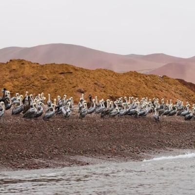 Rezervácia Paracas