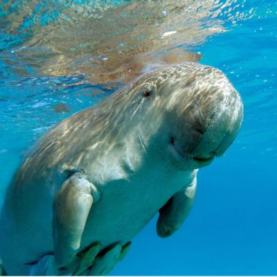 Morský dugong plávajúci v Červenom mori v Egypte.