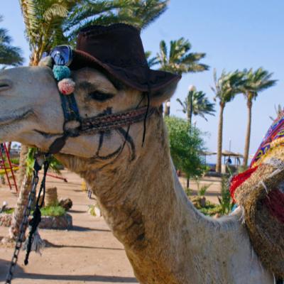 Ťava na pláži. Egypt