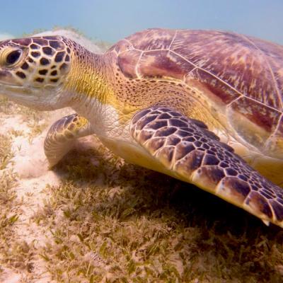 Morská korytnačka v mori v Marsa Alam.