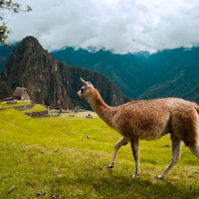 Lama na zelenej tráve v Machu Picchu.