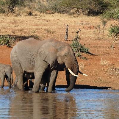 Kruger National Park slony