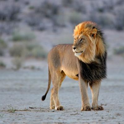 Kruger National Park lev