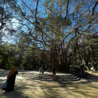 Tarzanov strom v záhrade Hamma v Alžíri.