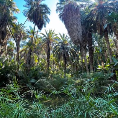 Palmy a papyrus v záhrade Hamma v Alžíri.