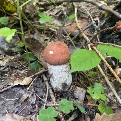 Malý hríb v lístí v lese.