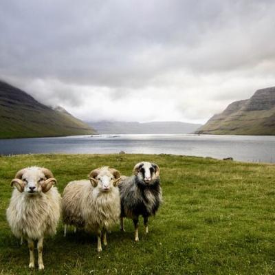 faerské ostrovy ovce