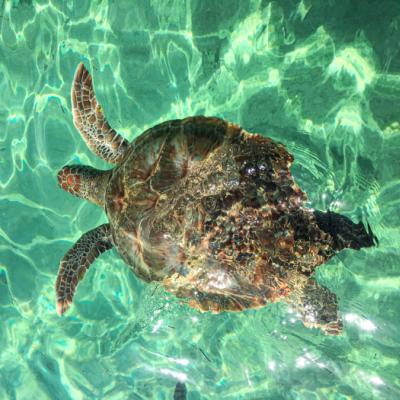 Korytnačka v parku Xcaret.