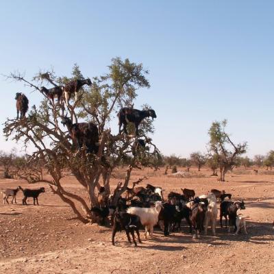 kozy na stromoch maroko