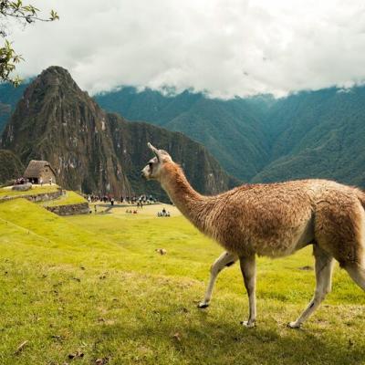 Machu Picchu