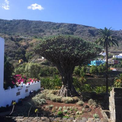 Dračí strom v dedine na Tenerife.