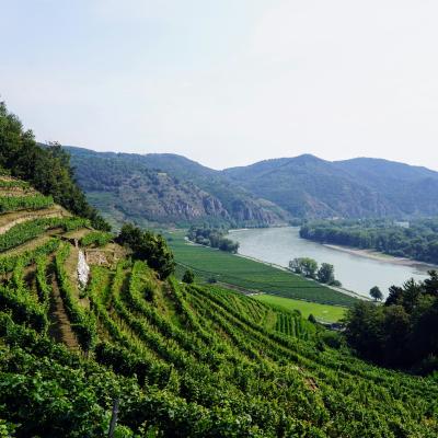 Zelené údolie Wachau.