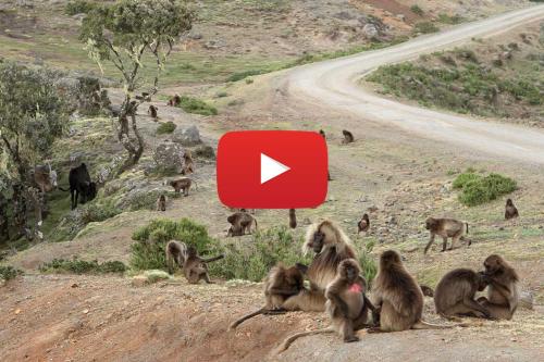 Etiópia - skúsenosti turistického sprievodcu (video)