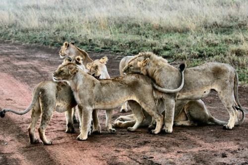 Africké safari v Tanzánii a oddych na exotickom Zanzibare