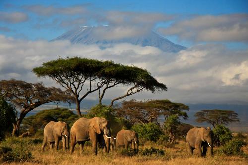 Keňa - Dokonale safari a oddych na bielej pláži