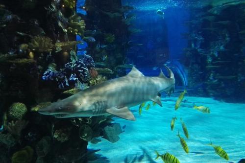 Žraloky v Tropikárium - Budapešť