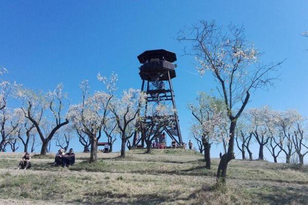 Festival mandlí a vína