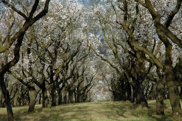 Festival mandlí a vína - sad stromov