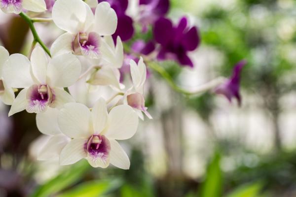 Výstava orchideí v kláštore Klosterneuburg