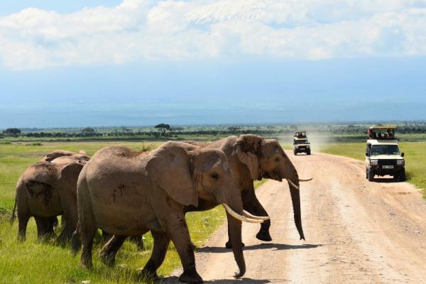 Slony idúce cez prašnú cestu a dva džípy.