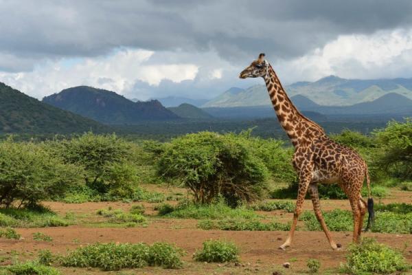 Žirafa, stromy a zelené pohorie.