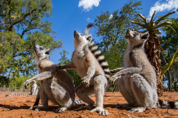 Unikátne potulky západným Madagaskarom