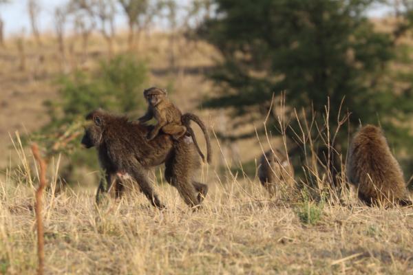 safari v tanzánii, jeep zebry, levy, žirafy