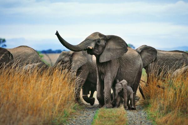 Zanzibar - Luxusné safari v NP Ngorongoro a Tarangire s pobytom pri mori