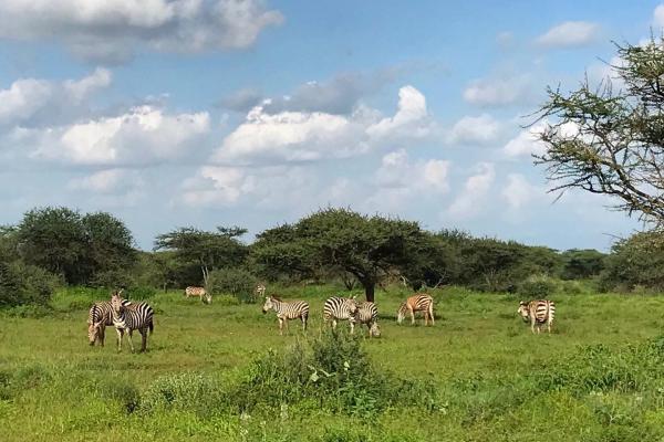 Zanzibar - safari v NP Saadani s pobytom pri mori