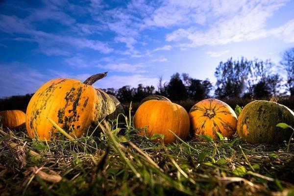 Tekvicové slávnosti, poznávací zájazd, Rakúsko