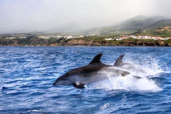 Azorské ostrovy Sao Miguel, poznávací zájazd