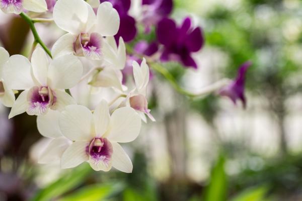 Výstava orchideí vo Viedni