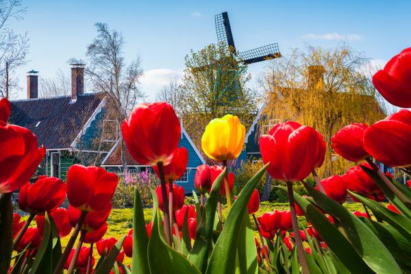 Rozkvitnuté Holandsko, poznávací zájazd